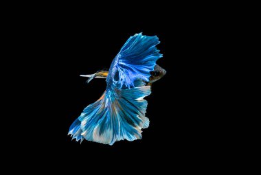 Beta Savaşçısı Siyam Balıkları Plakad 'ı siyah üzerine izole etti.