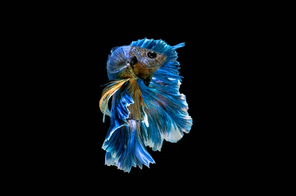 Betta Fish Siamese Fighting Betta Splendens Plakad Isola Preto — Fotografia de Stock