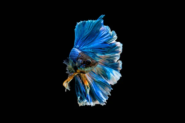 Betta Fish Siam Fighting Betta Splendens Plakat Isoliert Auf Schwarz — Stockfoto