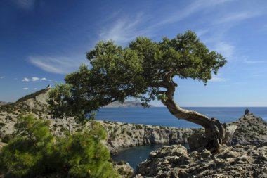 Mavi ve yeşil: gökyüzü, deniz ve ağaçlar
