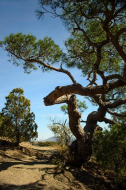 Dağlarda yetişen sıra dışı bir ağaç.