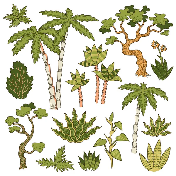 在白色背景下被隔离的丛林树木和植物 设计和装饰用的植物学对象集 — 图库矢量图片