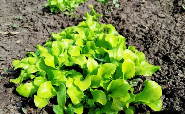 Leuchtend Grüne Salatblätter Wachsen Garten — Stockfoto