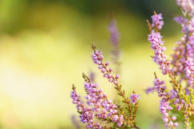 Yaz güneşinde tarlada çiçekler