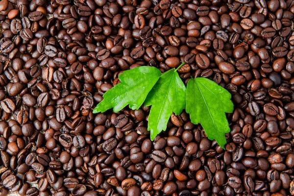 Güzel Kahve Çekirdekleri Yeşil Yapraklar — Stok fotoğraf