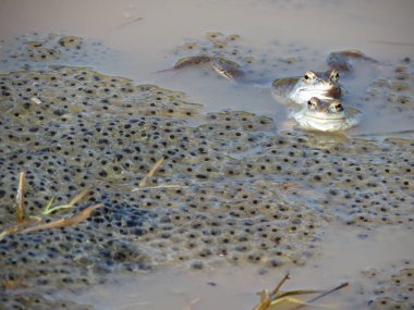Yumurtlamak için su birikintisindeki kurbağalar. Yakın çekim ve seçici odaklanma.