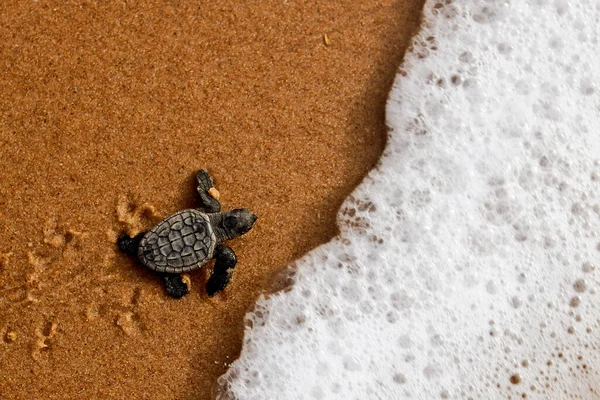 Tartaruga Mar Caretta Caretta Rastejando Até Mar Depois Deixar Ninho — Fotografia de Stock