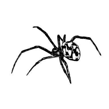Web sitesi düz vektör illüstrasyonu için beyaz arkaplanda örümcek siyah simgesi izole edildi. Arkası şeffaf. Dul. Araknofobi. Fobi konsepti. Tehlike sembolü. Grafik elementi. Böcek hayvanı..