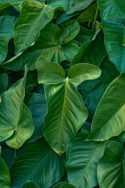 Ormanda yeşil bitki