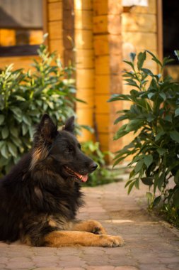 Yong çoban köpeği bahçesinde de yol yalan. Yaz kompozisyon, Still life anlar