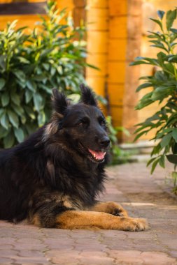 Yong çoban köpeği bahçesinde de yol yalan. Yaz kompozisyon, Still life anlar