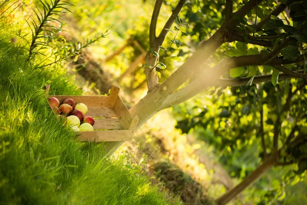 Montanha de maçãs deitada na caixa de madeira em grama verde no jardim. Imagem de cor de verão. Círculo bokeh brilhante. Cinco maçãs vermelhas . — Fotografia de Stock