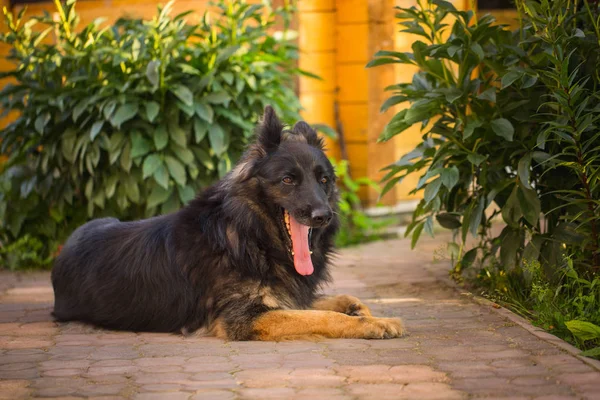 Perro pastor Yong yaciendo en el camino en el patio. Composición de verano, Momentos de naturaleza muerta — Foto de Stock