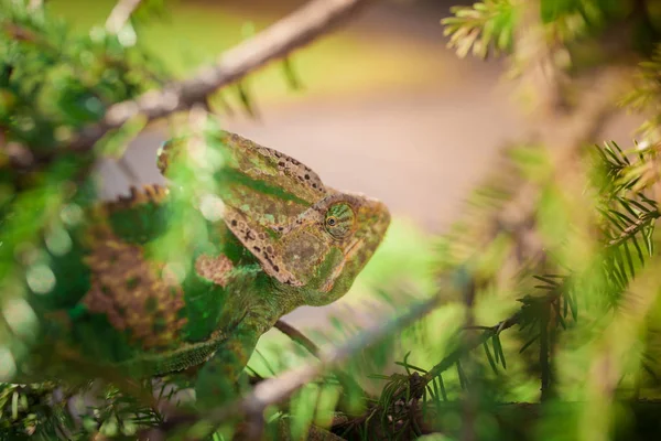 Chameleon jemenský Rijál je chůze na větev stromu. — Stock fotografie