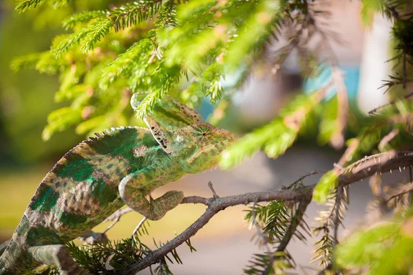 Camaleón yemení velado camina sobre una rama de árbol . —  Fotos de Stock