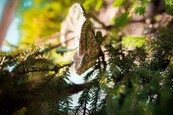Хамелеон Єменський ходьба на гілці дерева. — стокове фото