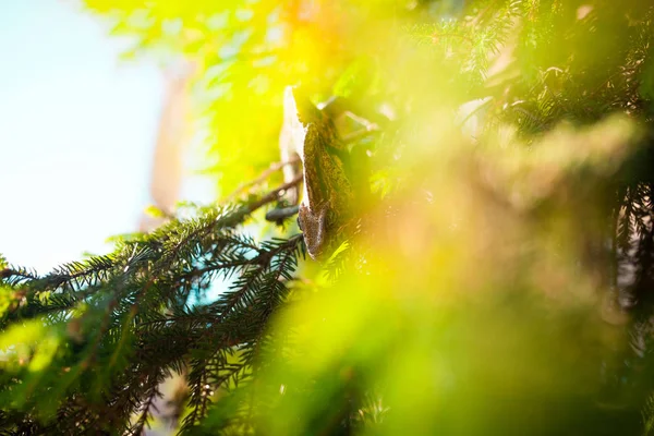 Camaleón yemení velado camina sobre una rama de árbol . — Foto de Stock