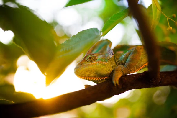 Camaleón yemení velado camina sobre una rama de árbol . —  Fotos de Stock