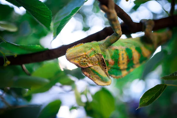 Kameleon jemeński jest chodzenie na gałęzi drzewa. — Zdjęcie stockowe