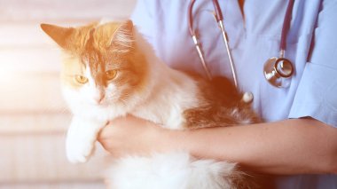 Genç kadın kolları üzerinde üç renk kediyle veteriner Doktor. arka plan üzerinde tıbbi donatımı.