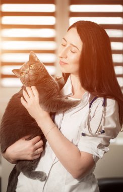 Genç kadın kolları üzerinde üç renk kediyle veteriner Doktor. arka plan üzerinde tıbbi malzeme. Veteriner Doktor elinde bir şirin güzel kedi