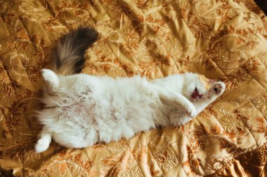 zencefil üç renk kedi yatakta yatarken ve yıkama. Sıcak tonlama resim. Yaşam tarzı evde beslenen hayvan kavramı