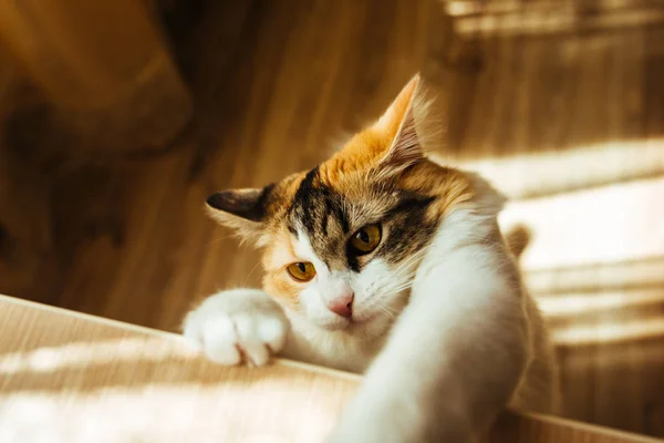 Gato está pronto para saltar. Imagem de tonificação quente. Estilo de vida pet conceito . — Fotografia de Stock