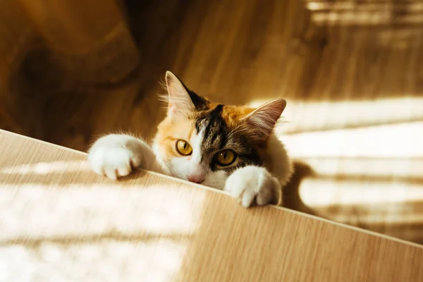 Il gatto è pronto per il salto. Immagine tonificante calda. Stile di vita pet concept . — Foto Stock