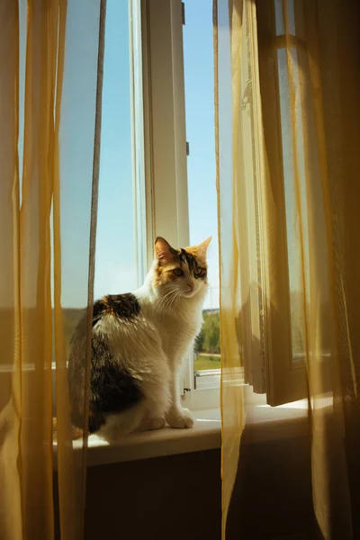 Ginger three color cat is sitting on Window sill Warm toning image. Lifestyle pet concept — Stock Photo, Image