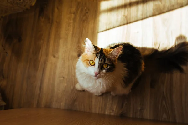 Jengibre de tres colores gato está listo para saltar en la mesa. Imagen tonificante cálida. Estilo de vida mascota concepto . —  Fotos de Stock