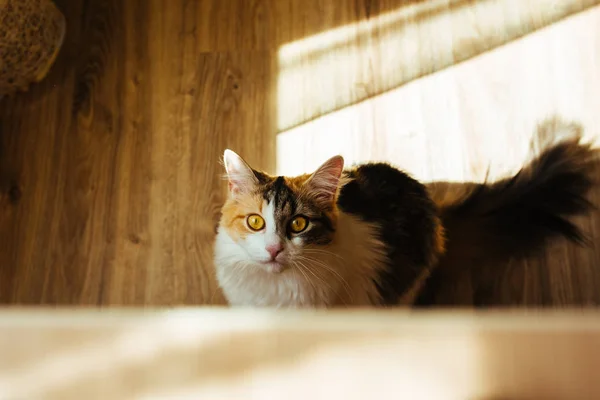 Jengibre de tres colores gato está listo para saltar en la mesa. Imagen tonificante cálida. Estilo de vida mascota concepto . —  Fotos de Stock