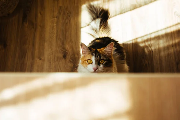 Gengibre gato de três cores está pronto para saltar sobre a mesa. Imagem de tonificação quente. Estilo de vida pet conceito . — Fotografia de Stock