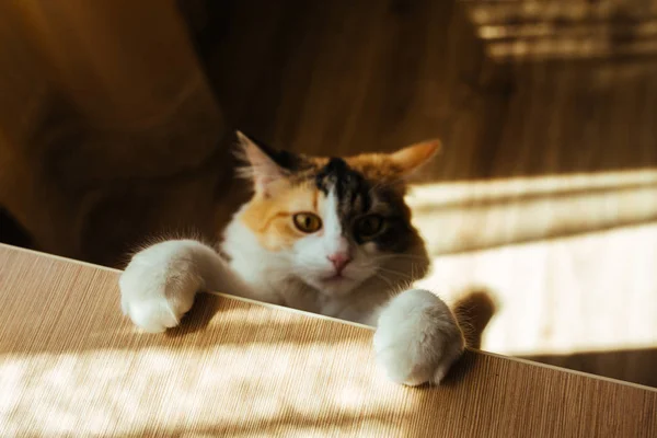 Jengibre de tres colores gato Scrambles en la mesa. Concéntrate en las patas suaves. Imagen tonificante cálida. Estilo de vida mascota concepto . —  Fotos de Stock