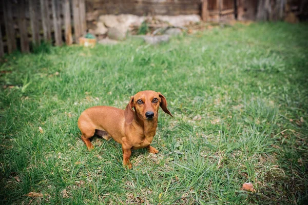 Dachshund dog in outdoor. Beautiful Dachshund standing on the green grass. Standard smooth-haired dachshund in the nature. Dachshunds. Cute little dog on nature background. — Stock Photo, Image