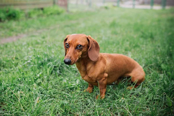 Dackelhund im Freien. Schöne Dackel steht auf dem grünen Gras. Standard glatthaarige Dackel in der Natur. Dackel. Niedlichen kleinen Hund auf Natur Hintergrund. — Stockfoto