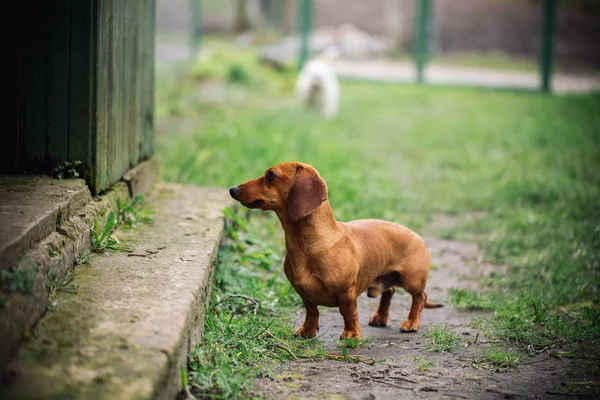 Dackelhund im Freien. schöner Dackel, der in der Nähe des Hauses auf dem grünen Gras steht. Standard glatthaarige Dackel in der Natur. niedlicher kleiner Hund auf Naturhintergrund. — Stockfoto