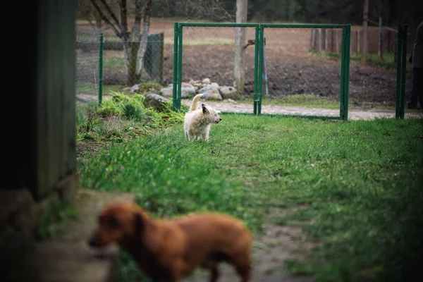 Cão pequeno bonito na natureza está olhando para o cão Dachshund no exterior. Dachshund de cabelos lisos padrão na natureza e branco pequeno cur . — Fotografia de Stock