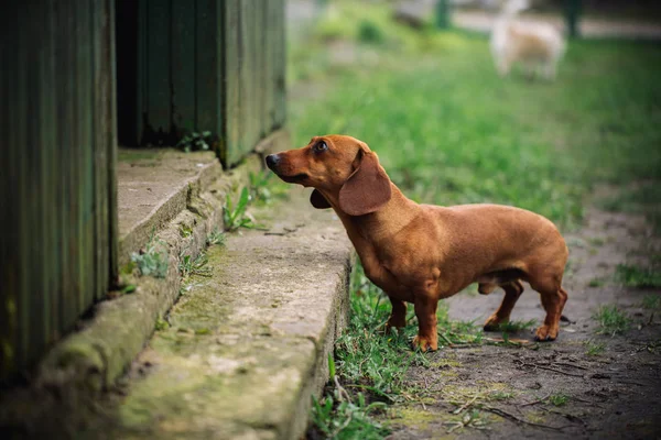 Dackelhund im Freien. schöner Dackel, der in der Nähe der — Stockfoto