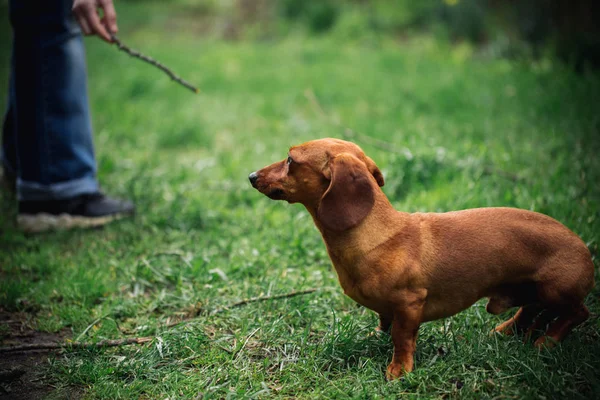 Dackelhund im Freien. schöner Dackel, der mit einem Mann auf dem grünen Rasen spielt. Standard glatthaarige Dackel in der Natur. niedlicher kleiner Hund auf Naturhintergrund. — Stockfoto