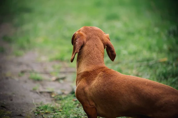 Porträt im Profil des Dackels im Freien. Schöne Dackel steht auf dem grünen Gras. Standard glatthaarige Dackel in der Natur. Niedlichen kleinen Hund auf Natur Hintergrund. — Stockfoto