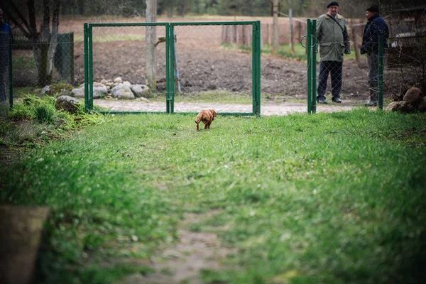 Cane bassotto all'aperto. Bellissimo bassotto che va dal suo padrone. Bassotto da capelli lisci standard nella natura. bassotti. Carino cagnolino su sfondo natura . — Foto Stock