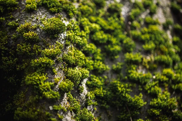 Makro obrázek zeleného mechu. Zavřete makro Fotografie přírody. Barva světlé pozadí s úžasný bokeh. Moss lišejník pozadí na zdi textury výstřední cementu. — Stock fotografie