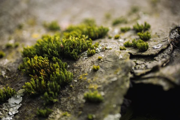 Macro immagine di muschio verde. Close up macro fotografia della natura. Colore sfondo luminoso con sorprendente bokeh. muschio lichene sfondo sulla grungy cemento struttura della parete . — Foto Stock