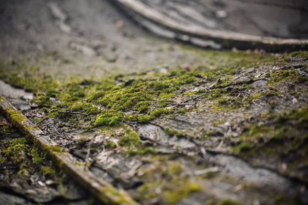 Macro immagine di muschio verde. Close up macro fotografia della natura. Colore sfondo luminoso con sorprendente bokeh. muschio lichene sfondo sulla grungy cemento struttura della parete . — Foto Stock