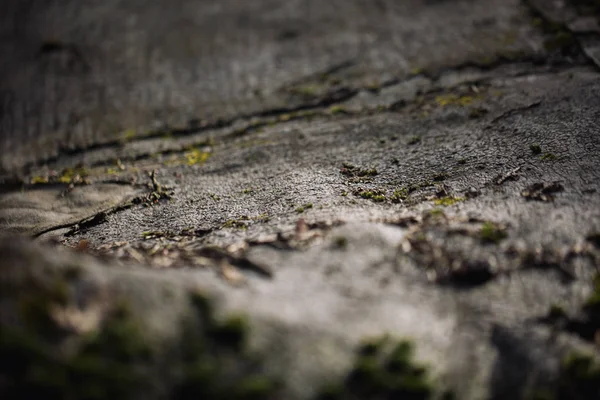 Macro bild av grön mossa. Närbild av makrofotografering av naturen. Färg ljus bakgrund med fantastiska bokeh. mossa Lav bakgrund på grungy cement vägg konsistens. — Stockfoto