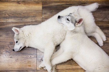 iki Sibirya husky yavrusu evde yerde yatıyor. köpek sayesinde Live tarzı