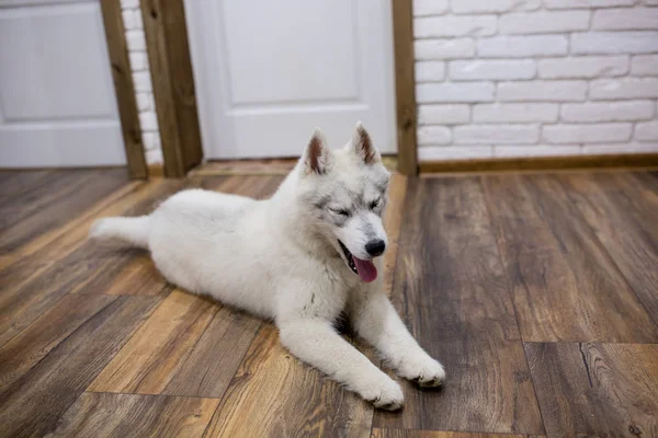 Cachorro husky siberiano en casa acostado en el suelo. estilo de vida con perro —  Fotos de Stock