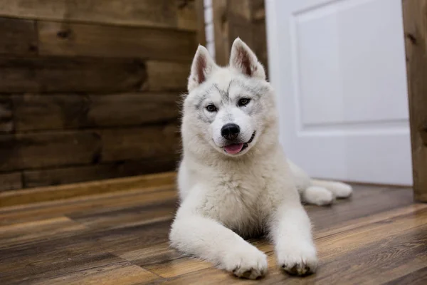 Cachorro husky siberiano en casa. estilo de vida con perro —  Fotos de Stock