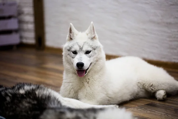 Сибирский хаски щенок дома. образ жизни с собакой — стоковое фото