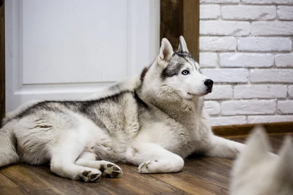 घर पर साइबेरियाई हस्की फर्श पर पड़े हुए। कुत्ते के साथ जीवन शैली — स्टॉक फ़ोटो, इमेज